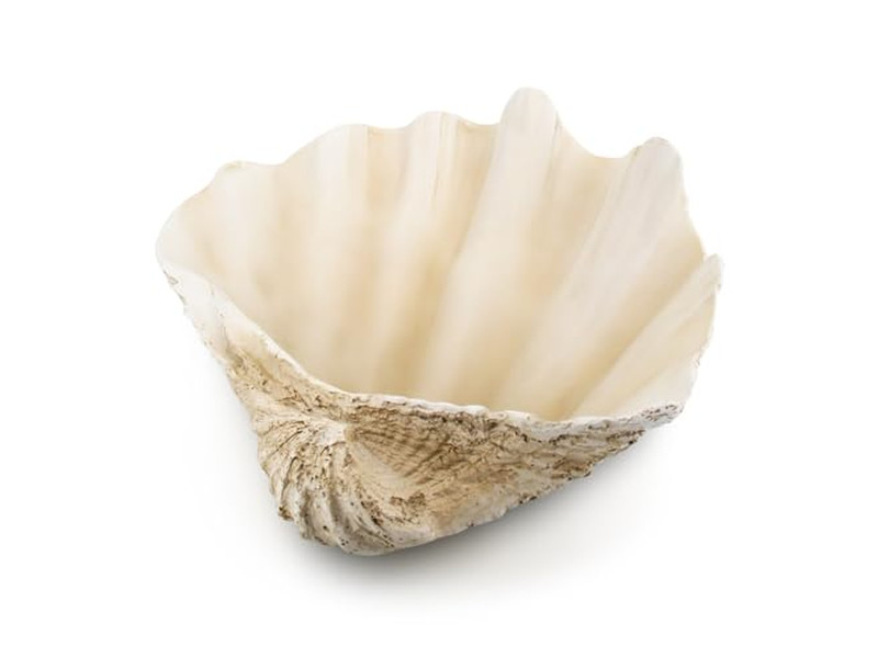 Coconut Bowl For Plants Unpolished Shell Engraving Wooden Bowls And Plates